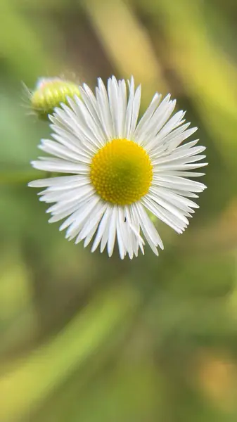 Yeşil bir arka plan üzerinde bir karahindiba, yakın çekim