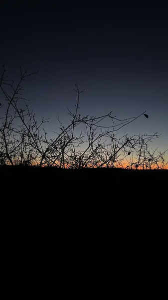 Ormandaki ağaç dalları