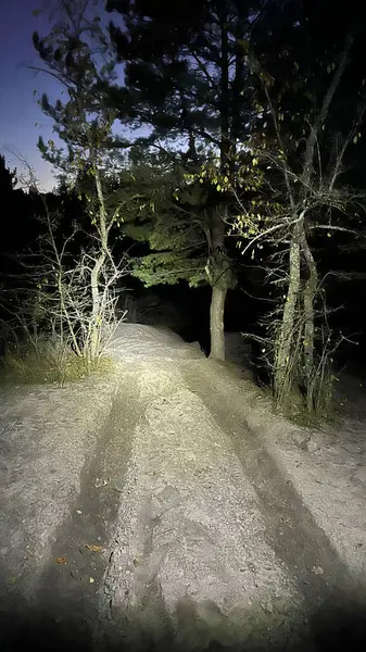 Ormanın güzel manzarası