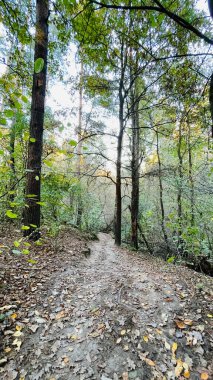 Sonbahar ormanı ve ağaçlı yol