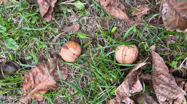 Bahçede yeşil yapraklar
