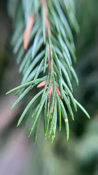 Güzel botanik fotoğrafı, doğal duvar kağıdı.