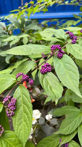 Güzel botanik fotoğrafı, doğal duvar kağıdı.