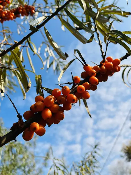 Olgun kırmızı meyveler ağaçta