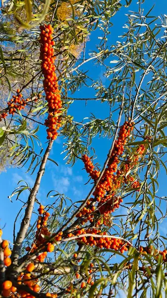 Sonbahar ağacı, bitki örtüsü ve doğa