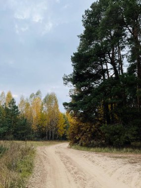 Ormanda sonbahar manzarası