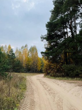 Kırsalda sonbahar ormanı