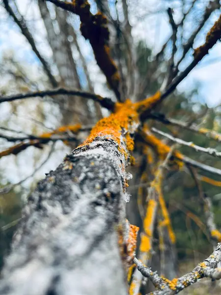 Ormanın güzel manzarası