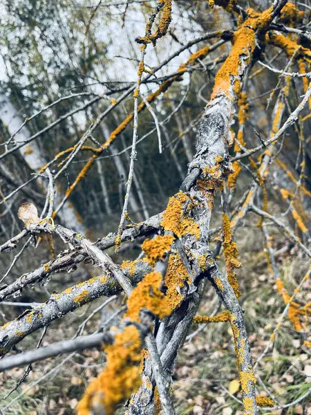 Dallarda sarı huş yaprakları var. Parkta sonbahar manzarası.