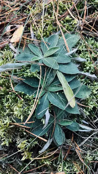 Bahçedeki yeşil çimenler