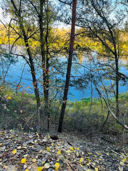 Sonbahar yaprakları, sonbahar bitkileri