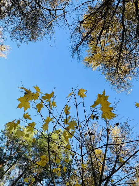 Sonbahar yaprakları, sonbahar bitkileri