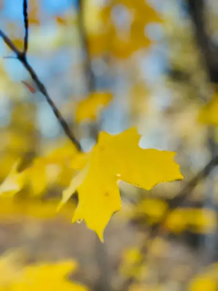 Ormanda sonbahar yaprakları