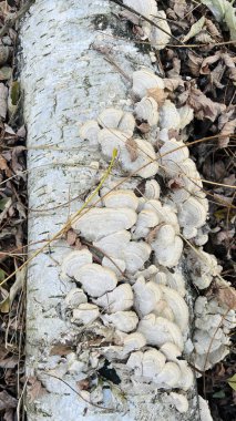 bir taş yüzey dokusu