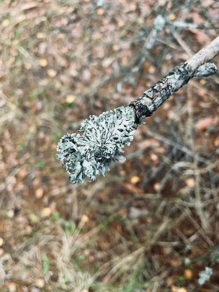 Güzel botanik fotoğrafı, doğal duvar kağıdı.