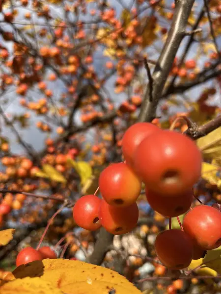 Olgun kırmızı meyveler ağaçta