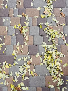 Sonbahar yaprakları asfaltta