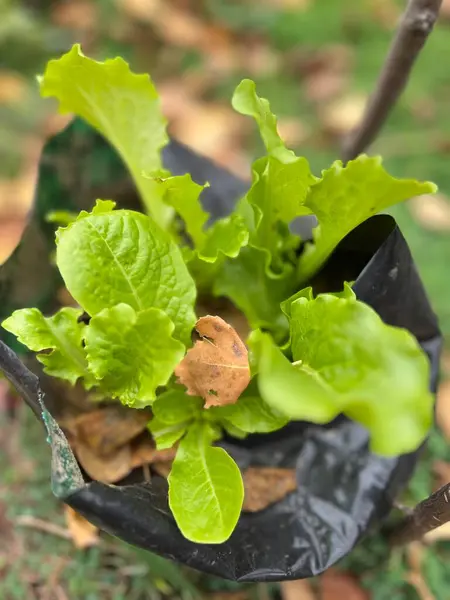 Siyah arkaplan ile yeşil yaprak