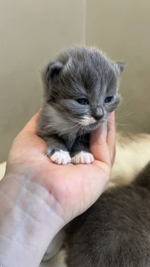 Bir kadının ellerinde küçük bir kedi yavrusu