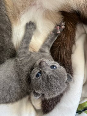 Kedi kanepede yatıyor.