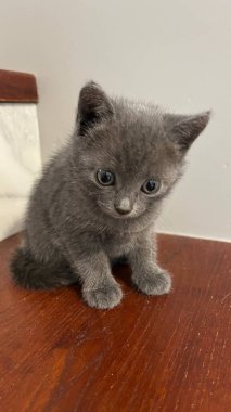 Mavi gözlü sevimli kedi.