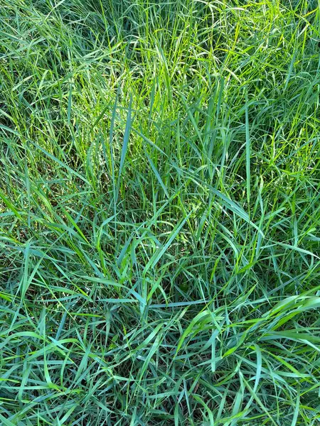 Çayırdaki çimenler