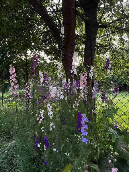 Bahçedeki güzel çiçekler