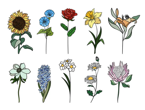 Набор Цветочных Композиций Идеально Подходит Иллюстраций Ботанического Образования — стоковый вектор