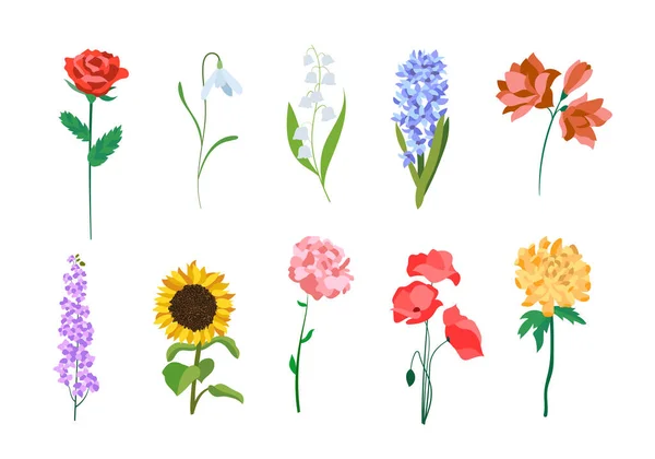 Gerçekçi Renkli Düz Çiçekler Llüstrasyon Doğa Eğitimi Için Mükemmel — Stok Vektör