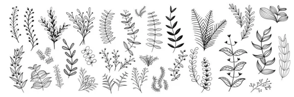 Realistické Listy Větve Linie Umělecké Sady Ideální Pro Ilustrace Botanickou — Stockový vektor
