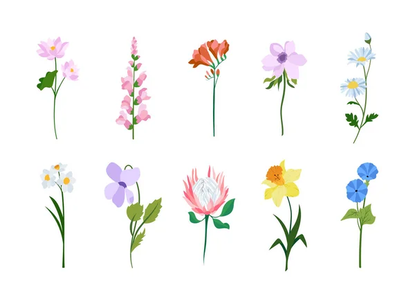 Реалістичні Барвисті Плоскі Квіти Ідеально Підходить Ілюстрацій Освіти Природи — стоковий вектор