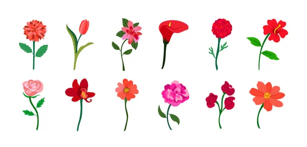 Colorato Realistico Set Fiori Piatti Colori Rosso Rosa Perfetto Illustrazioni — Vettoriale Stock