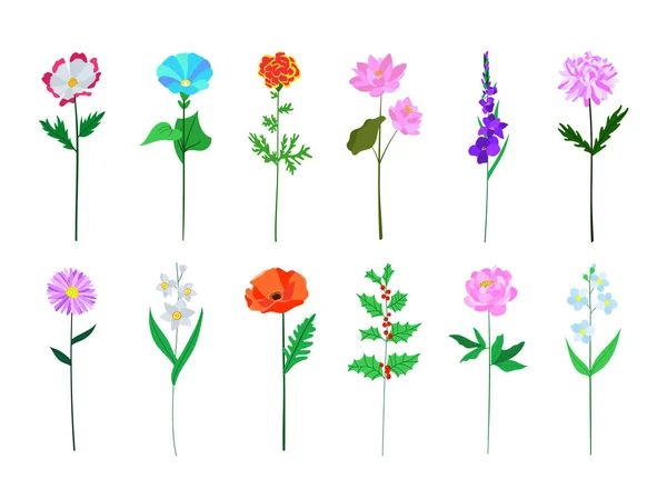 Realistisches Buntes Flaches Blumenset Perfekt Für Illustrationen Und Biologie Unterricht — Stockvektor