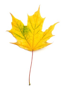 Beyaz arkaplanda sarı akçaağaç yaprağı izole.