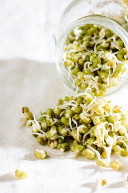 Fresh mung bean sprouts in a jar close up.