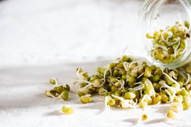 Fresh mung bean sprouts in a jar close up.