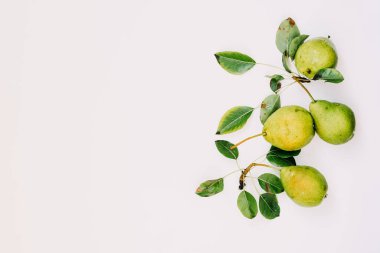 Açık armutlu taze armutlar, boşluk kopyala, üst görünüm.