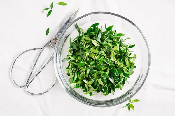 Cam kase kesilmiş yeşil mersin yaprağı..