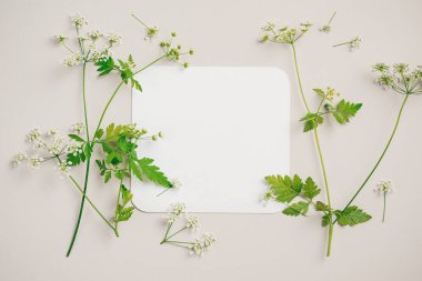 Boş tebrik kartı, inek maydanozu, düzlük, üst manzara. Düğün, doğum günü masaüstü maket sahnesi.