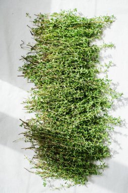 Kurutmak için taze kekik topladım. Baharat, şifalı bitki.