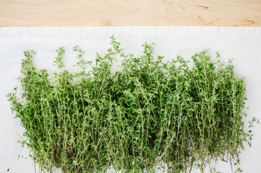 Kurutmak için taze kekik topladım. Baharat, şifalı bitki.