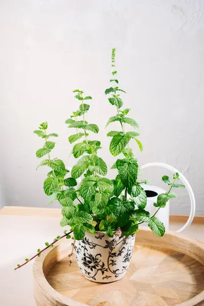 Green mint in a pot. Home gardening.