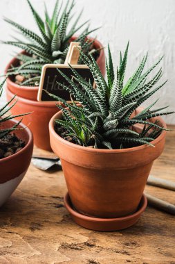 Haworthia sulu bitkiler küçük bir terracotta tenceresinde.