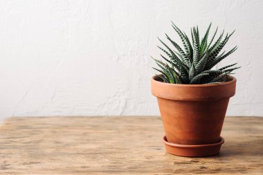 Lezzetli bitki Haworthia ahşap bir masada küçük bir tencerede.