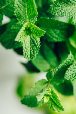 Taze yeşil nane yaprakları yakın plan, seçici odaklanma.
