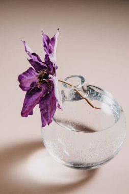 Yuvarlak cam vazoda mor klematis çiçeği.