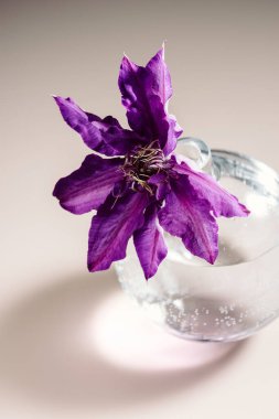 Yuvarlak cam vazoda mor klematis çiçeği.