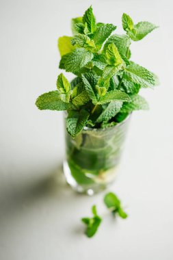 Bardaktaki taze nane yaprakları, yakın plan..