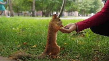 Kız parkta elinde fındıkla bir sincabı besler.