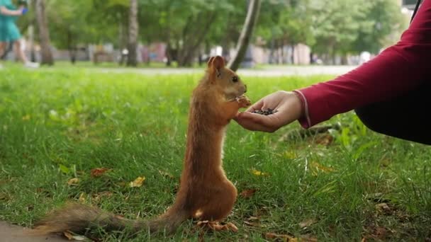 Mädchen Füttert Eichhörnchen Park Mit Nüssen Aus Der Hand — Stockvideo